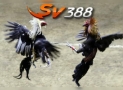 Sv388 điểm đến vô cùng hấp dẫn cho dân chơi cá cược trực tuyến không thể bỏ qua