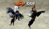 Sv388 điểm đến vô cùng hấp dẫn cho dân chơi cá cược trực tuyến không thể bỏ qua