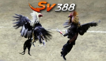 Sv388 điểm đến vô cùng hấp dẫn cho dân chơi cá cược trực tuyến không thể bỏ qua